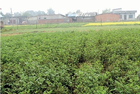 तस्विर गोरखापत्र अनलाइनबाट